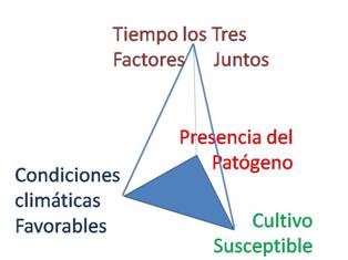 Piramide de la enfermedad patogeno, huesped, ambiente y tiempo